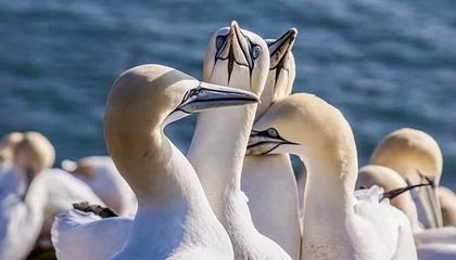 开云·体育官方网站入口-世界羽联超级系列赛印尼站，中国选手表现抢眼，印尼羽毛球世界冠军