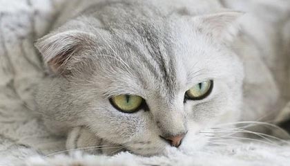 开云·体育官方网站入口-世界羽联超级系列赛印尼站，中国选手表现抢眼，印尼羽毛球世界冠军