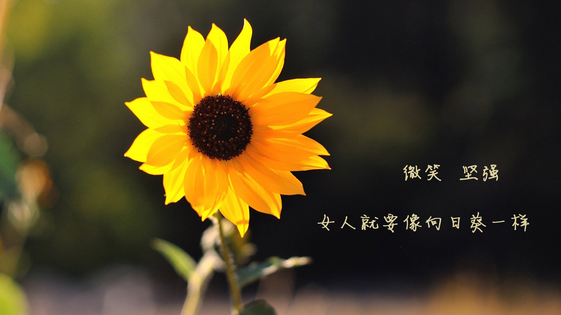 欧洲杯激战再轮回：战术变化打造奇迹！，欧洲杯战场